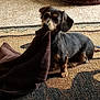 dog, puppy, dachshund, carpet, indoor, pet, brown, black, fur, playful, cloth, curious, small_dog, animal, cute, ears, tail, sitting, floor, home