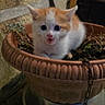 kitten, cat, flowerpot, plant, wooden_table, chair, indoor, pet, orange_and_white, cute, small_animal, feline, young_cat, fur, animal, eyes, mouth_open, texture, rustic, home