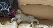Bounty participe au concours pour gagner de l'argent avec cette photo : kitten, cat, sleeping, couch, leather, blanket, cozy, furniture, indoor, pet, resting, soft, cute, small, animal, fur, relaxation, comfort, home, nap