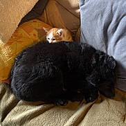 Bounty a rejoint le concours — aidez-le/la à gagner de superbes lots ! dog, kitten, cat, black_dog, orange_kitten, couch, pillows, blanket, sleeping_dog, curled_up, cozy, indoor, pet, fur, resting, animal, cute, domestic, home, companion