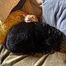 dog, kitten, cat, black_dog, orange_kitten, couch, pillows, blanket, sleeping_dog, curled_up, cozy, indoor, pet, fur, resting, animal, cute, domestic, home, companion