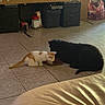 kitten, puppy, cat, dog, indoor, floor, tile, feeding, pets, animal, household, curious, black_dog, orange_cat, pet_food, domestic, companions, resting, curled_tail, cute
