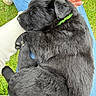 Boomer a rejoint le concours — aidez-le/la à gagner de superbes lots ! puppy, dog, sleeping, black_fur, fluffy, pet, outdoor, grass, person, lap, jeans, white_sweater, cozy, cute, animal, resting, paw, collar, green, nail