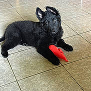 Boomer participe au concours pour gagner de l'argent avec cette photo : puppy, dog, black_fur, toy, red_toy, indoor, floor_tile, pet, animal, cute, young_dog, playful, ears, fur, paws, looking_up, resting, pet_toy, domestic_animal, tile_floor