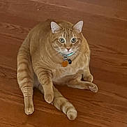 Ginger joined the competition — help win amazing prizes! cat, orange_tabby, pet, indoor, wooden_floor, collar, tags, sitting, relaxed, curious, feline, animal, whiskers, ears, tail, domestic_cat, fur, cute, plump, looking
