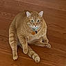 cat, orange_tabby, pet, indoor, wooden_floor, collar, tags, sitting, relaxed, curious, feline, animal, whiskers, ears, tail, domestic_cat, fur, cute, plump, looking