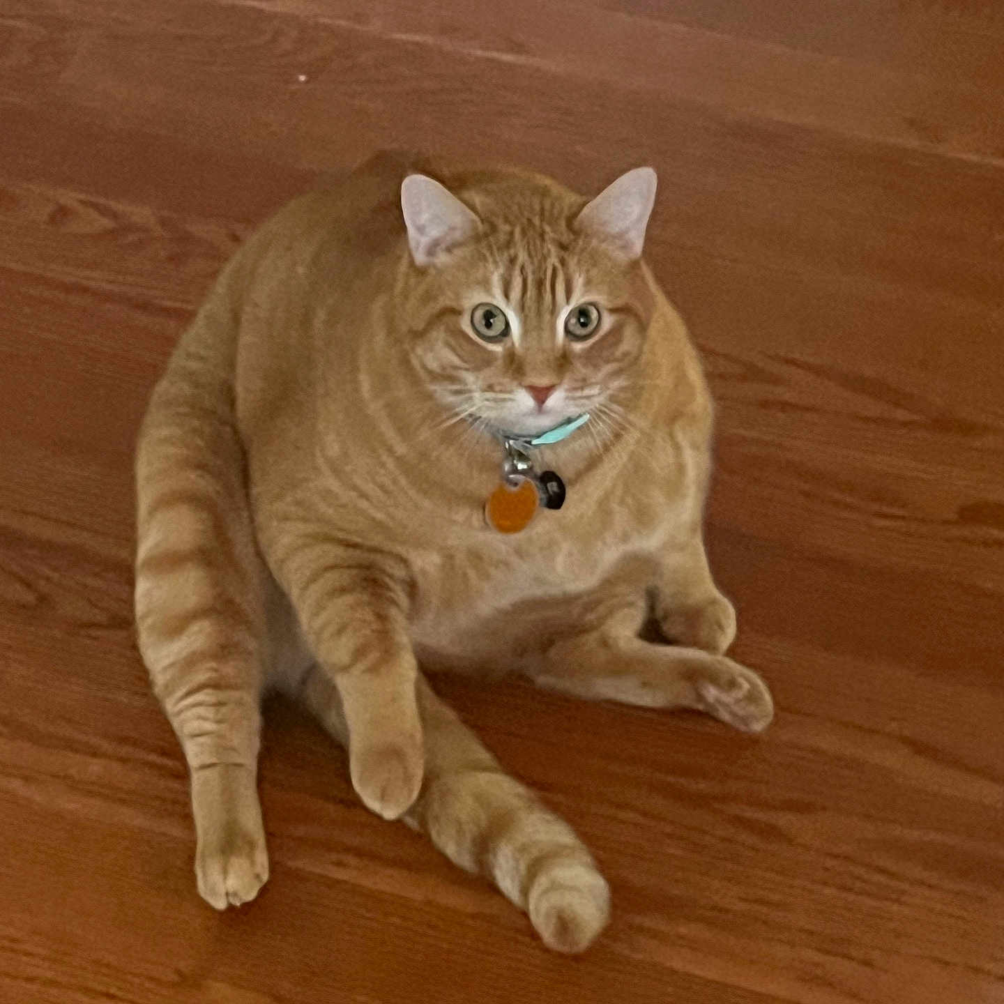 Ginger joined the competition — help win amazing prizes! cat, orange_tabby, pet, indoor, wooden_floor, collar, tags, sitting, relaxed, curious, feline, animal, whiskers, ears, tail, domestic_cat, fur, cute, plump, looking