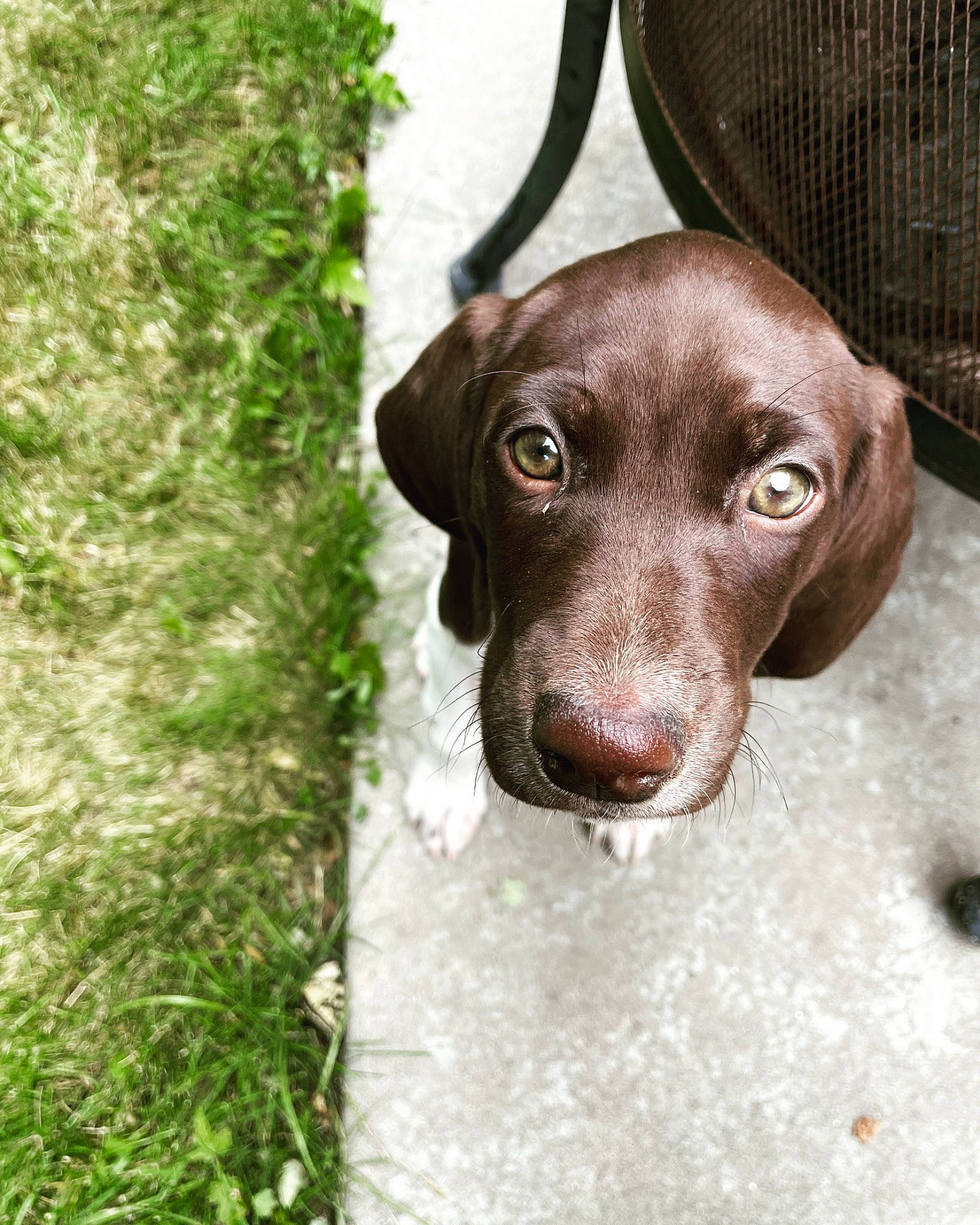 Scout is registered to the contest to win money with this photo: canidae, carnivore, companion_dog, dog, dog_breed, ear, eye, fawn, fur, grass, groundcover, gun_dog, liver, metal, pet_supply, plant, snout, sporting_group, whiskers, working_animal