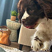 Winston joined the competition — help win amazing prizes! dog, brown, white, fur, paw, blanket, indoor, living_room, plant, decor, leather_bag, cozy, curtain, carpet, furniture, pet, cute, portrait, animal, home