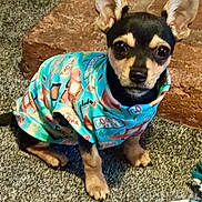 Otto is registered to the contest to win money with this photo: dog, chihuahua, small_dog, pet, clothing, shirt, carpet, brick_wall, plush_toy, indoor, animal, ears, cute, alert, sitting, colorful, fabric, texture, toy, floor