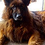 Gorki participe au concours pour gagner de l'argent avec cette photo : carnivoran, dog, dog_breed, dog_breed_group, dog_like_mammal, fur, german_shepherd_dog, king_shepherd, old_german_shepherd_dog, rare_breed_dog, snout, tervuren