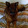 Gorki a rejoint le concours — aidez-le/la à gagner de superbes lots ! carnivoran, dog, dog_breed, dog_breed_group, dog_like_mammal, fur, german_shepherd_dog, snout