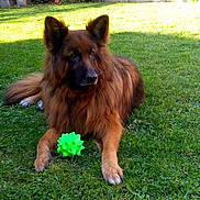 Gorki participe au concours pour gagner de l'argent avec cette photo : dog, dog_breed, dog_breed_group, dog_like_mammal, german_shepherd_dog, grass, king_shepherd, old_german_shepherd_dog, snout, tervuren