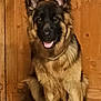 Ulysse a rejoint le concours — aidez-le/la à gagner de superbes lots ! dog, german_shepherd, pet, animal, canine, fur, tongue, ears, indoor, wooden_cabinet, sitting, happy, portrait, companion, domestic, friendly, cute, mammal, house, floor