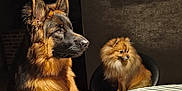 Ulysse a rejoint le concours — aidez-le/la à gagner de superbes lots ! dog, german_shepherd, pomeranian, table, striped_tablecloth, chair, indoor, pet, animal, furry, sitting, paws_on_table, television, person_on_tv, brown, black, fur, domestic_animal, looking_away, cozy
