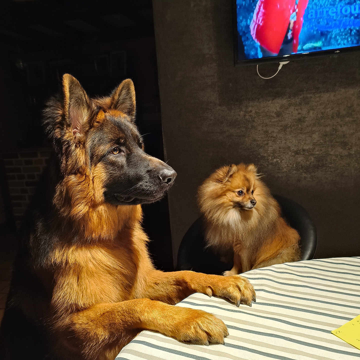 Ulysse a rejoint le concours — aidez-le/la à gagner de superbes lots ! animal, black, brown, chair, cozy, dog, domestic_animal, fur, furry, german_shepherd, indoor, looking_away, paws_on_table, person_on_tv, pet, pomeranian, sitting, striped_tablecloth, table, television
