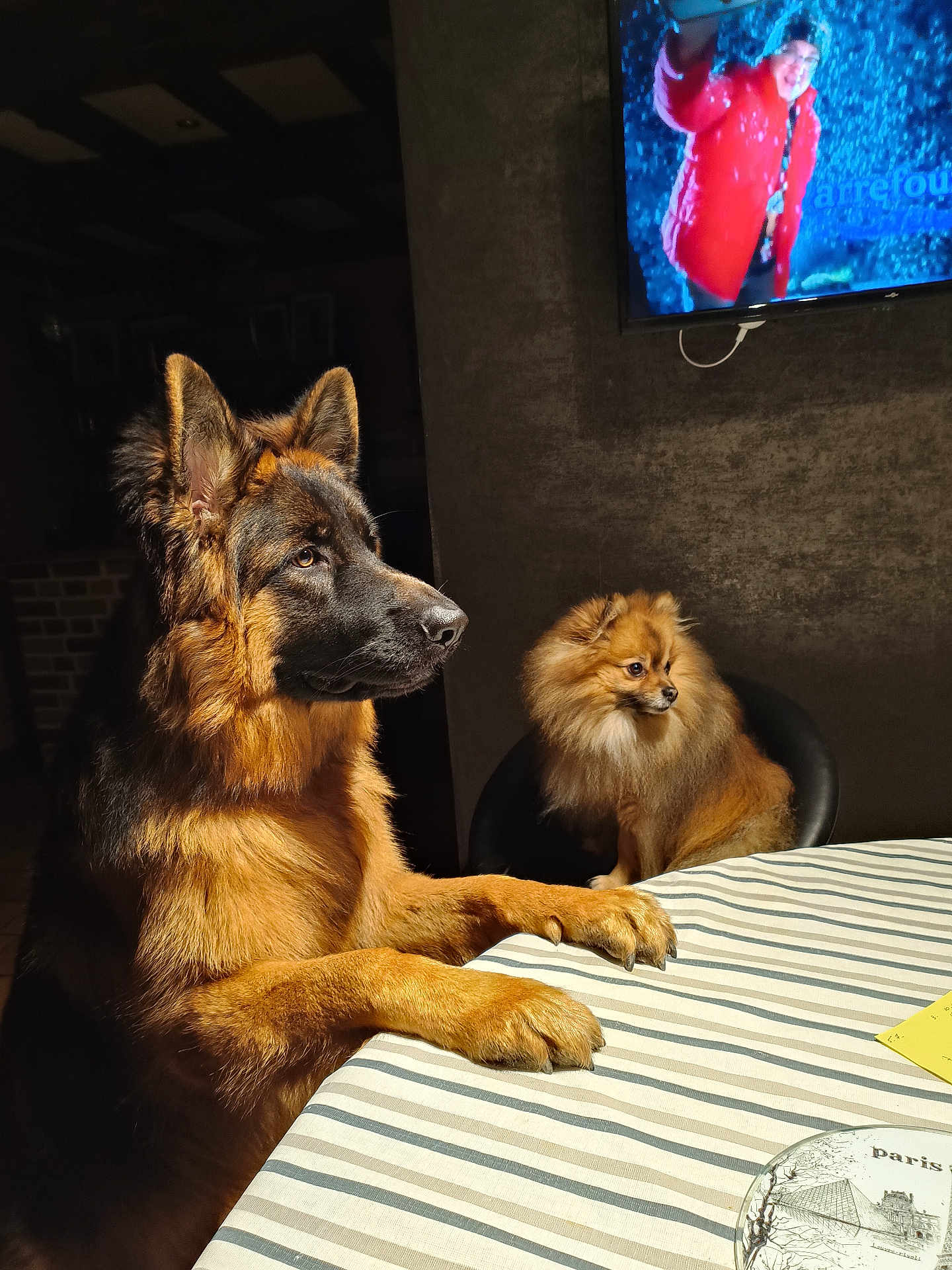 Ulysse a rejoint le concours — aidez-le/la à gagner de superbes lots ! dog, german_shepherd, pomeranian, table, striped_tablecloth, chair, indoor, pet, animal, furry, sitting, paws_on_table, television, person_on_tv, brown, black, fur, domestic_animal, looking_away, cozy