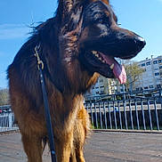 Ulysse participe au concours pour gagner de l'argent avec cette photo : dog, german_shepherd, leash, tongue_out, outdoor, daylight, sky, urban, building, railings, wooden_platform, animal, pet, canine, mammal, walking, fur, ears, paw, close_up