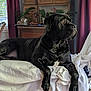 animal, black_dog, couch, cozy, curtains, dog, domestic, furniture, home, indoor, laying_down, looking_out, pet, plant, portrait, relaxed, sunlight, white_blanket, window, wooden_cabinet