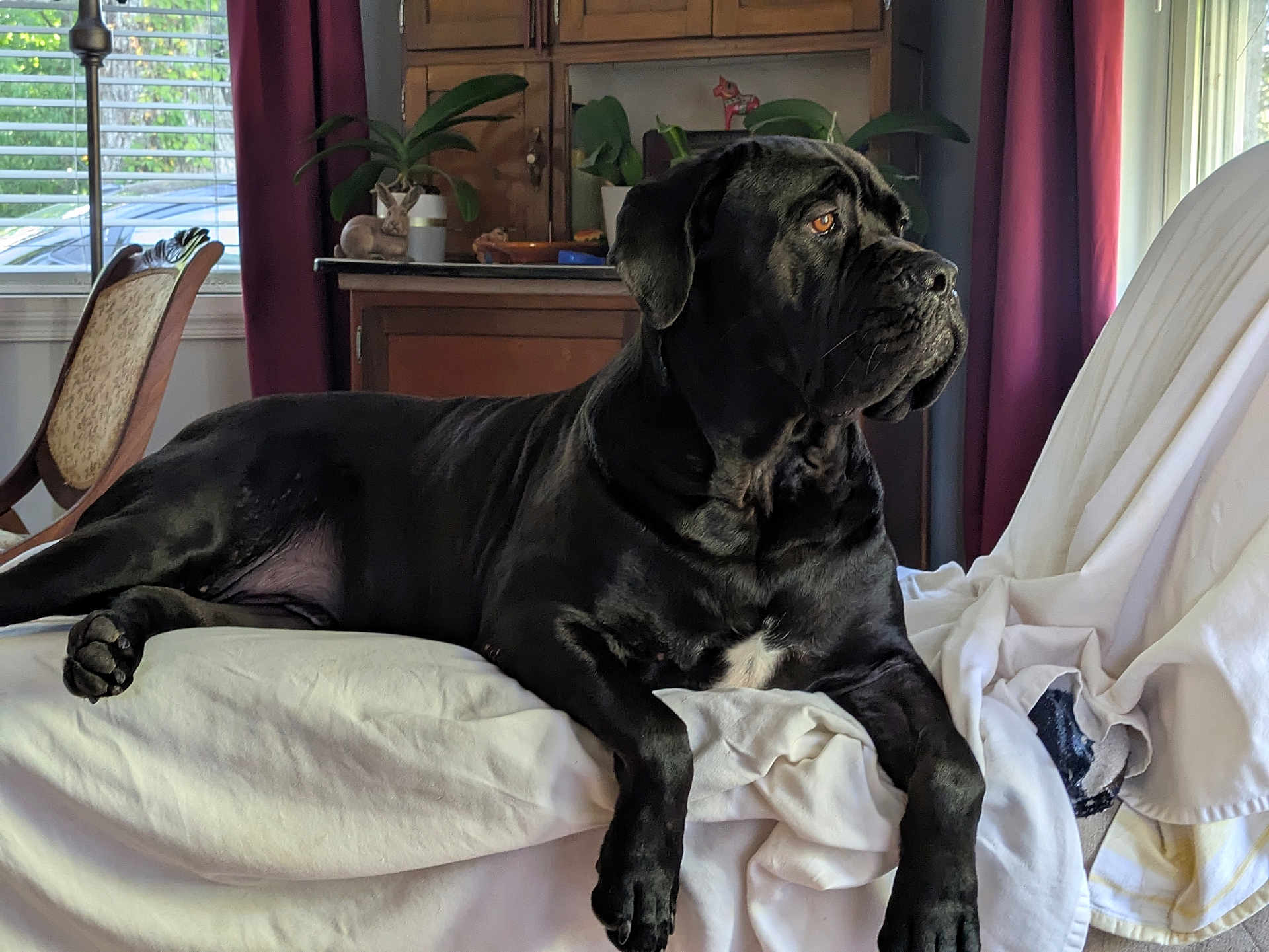 Bocephus