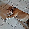 animal_friendship, animals, brown_dog, cat, companionship, cozy, cuddling, cute, dog, fluffy, harness, home, indoor, lying_down, overhead_view, pet, resting, siamese_cat, sleeping, tile_floor