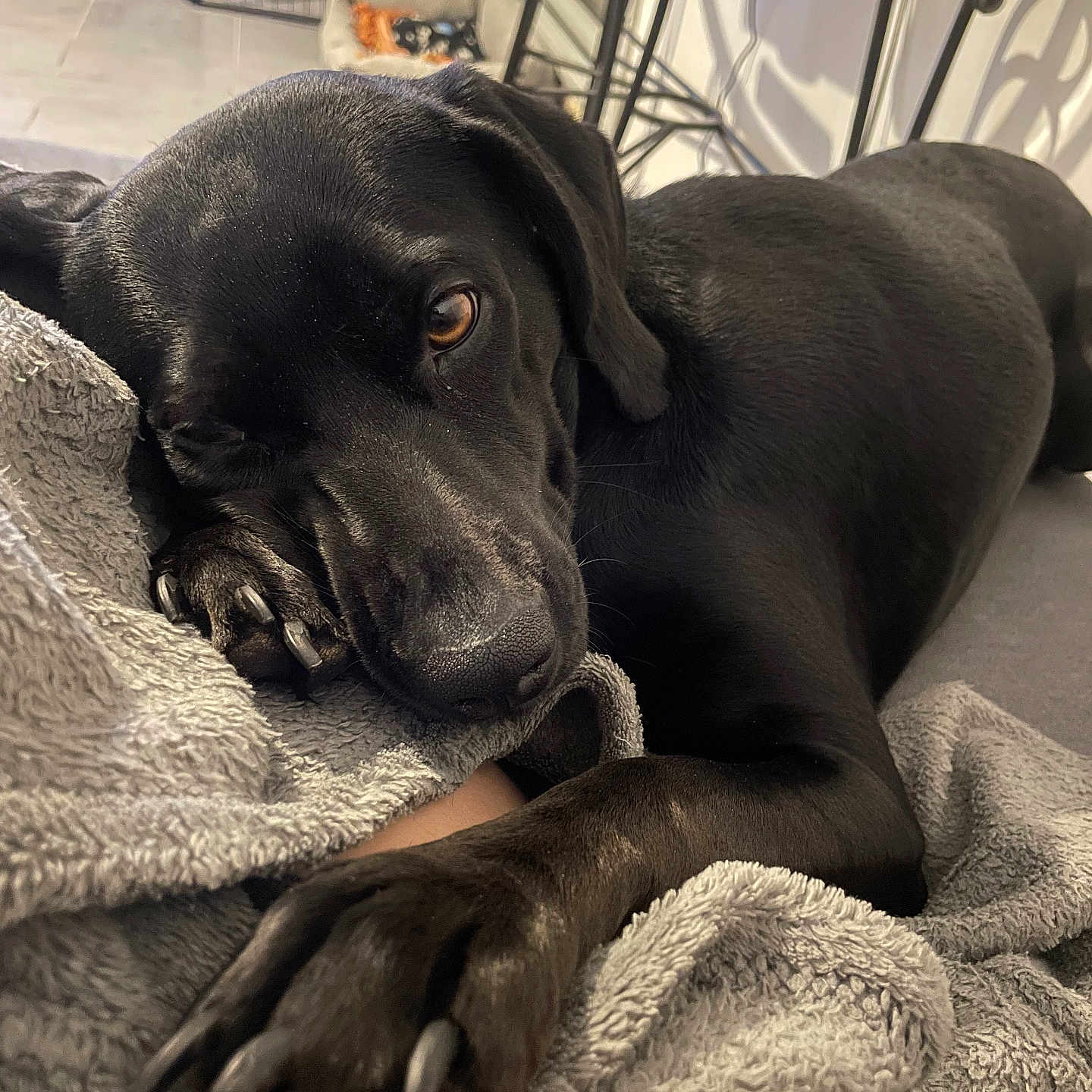 Bianca participe au concours pour gagner de l'argent avec cette photo : animal, blanket, canine, dog, electronics, furniture, greatdane, hardware, homedecor, hound, labradorretriever, laundry, linen, person, pet, pointer, puppy, quilt, sleeping, towel