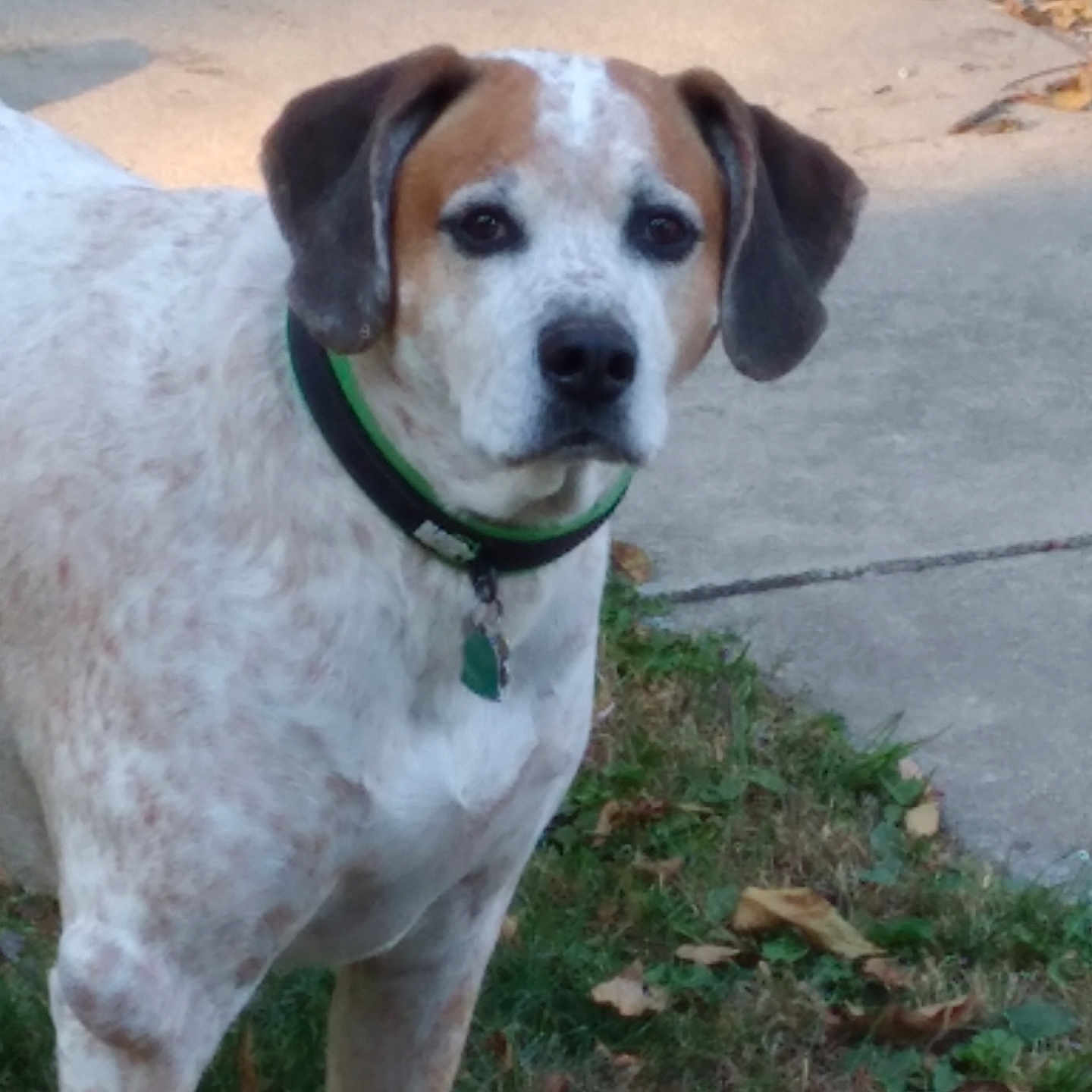 Henry is registered to the contest to win money with this photo: alert, animal, autumn, brown_ears, calm, canine, close_up, collar, daylight, dog, grass, leaves, medium_sized, nature, outdoor, pet, quiet, sidewalk, standing, white_spotted