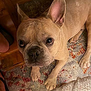 Sonny joined the competition — help win amazing prizes! dog, french_bulldog, pet, animal, portrait, close_up, wide_eyes, large_ears, short_snout, wrinkled_face, tan_coat, indoor, rug, blanket, wooden_furniture, home, floor, seated, looking_at_camera, cute