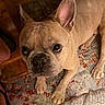 dog, french_bulldog, pet, animal, portrait, close_up, wide_eyes, large_ears, short_snout, wrinkled_face, tan_coat, indoor, rug, blanket, wooden_furniture, home, floor, seated, looking_at_camera, cute
