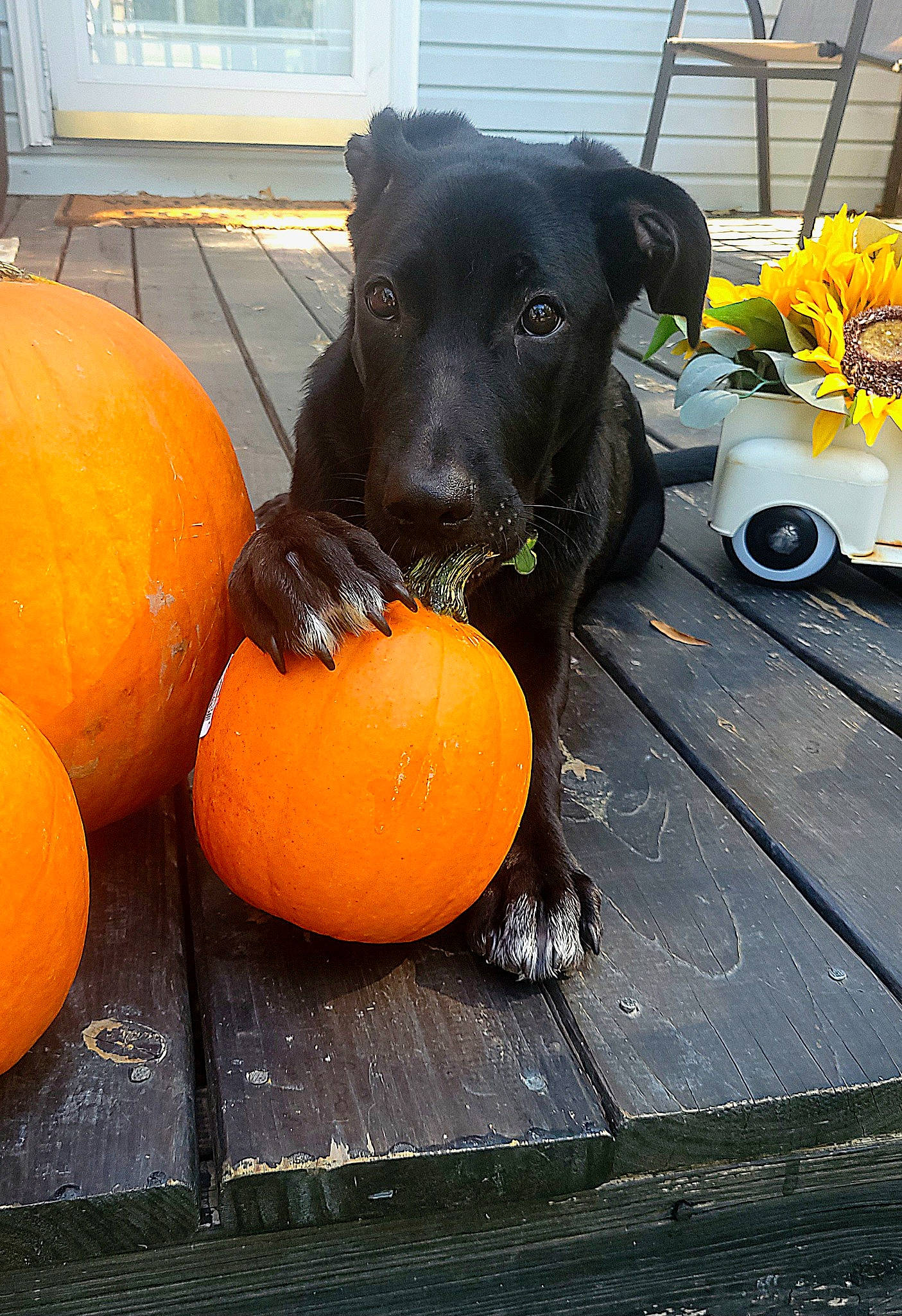 Syri joined the competition — help win amazing prizes! calabaza, carnivore, companion_dog, cucurbita, dog, dog_breed, fawn, flower, gourd, natural_foods, orange, plant, pumpkin, squash, tail, tire, vegetable, winter_squash, working_animal, yellow