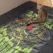 Shitten joined the competition — help win amazing prizes! animal, bed, bedspread, black, cat, domestic_cat, ears, feline, fur, graphic_design, green, indoor, looking_back, mouth_open, pet, red, resting, striped, tabby_cat, whiskers