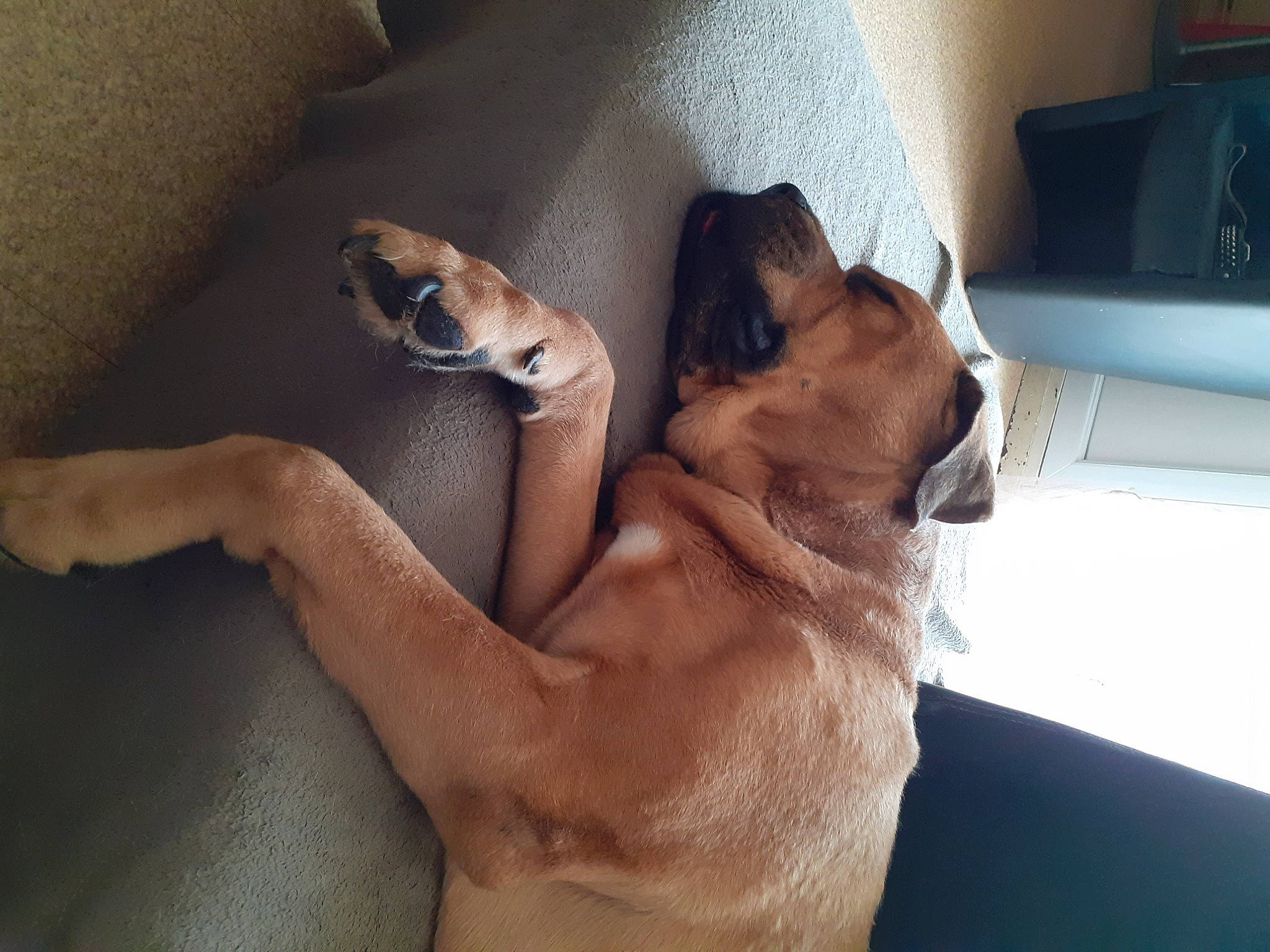 Bart a rejoint le concours — aidez-le/la à gagner de superbes lots ! black_mouth_cur, boerboel, boxer, bullmastiff, canidae, carnivore, dog, dog_breed, english_mastiff, fawn, fila_brasileiro, guard_dog, perro_de_presa_mallorquin, pug, puggle, puppy_love, snout, sporting_group