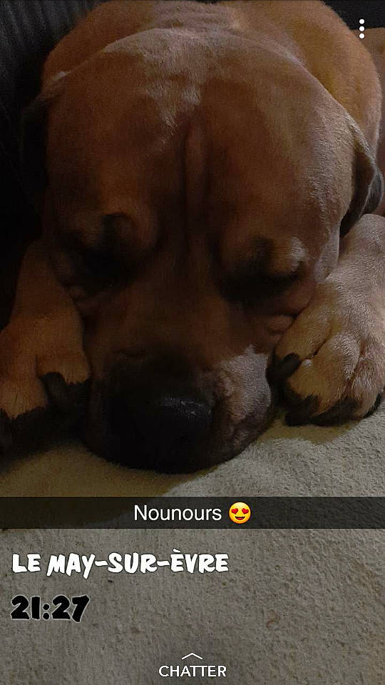 Bart participe au concours pour gagner de l'argent avec cette photo : boerboel, bullmastiff, canidae, carnivore, companion_dog, dog, dog_breed, fawn, fila_brasileiro, mammal, non_sporting_group, photo_caption, puppy, puppy_love, rare_breed_dog, snout, sporting_group, tosa, vertebrate