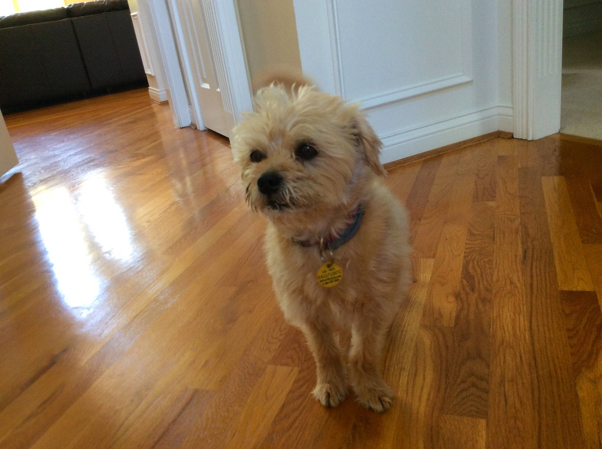 Goldie is registered to the contest to win money with this photo: cairn_terrier, canidae, carnivore, companion_dog, dog, dog_breed, dutch_smoushond, flooring, glen_of_imaal_terrier, hardwood, mammal, morkie, norfolk_terrier, poodle_crossbreed, schnoodle, small_terrier, snout, sporting_lucas_terrier, terrier, vertebrate