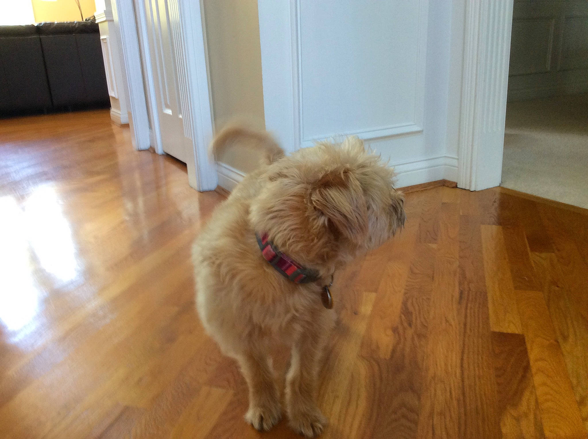 Goldie is registered to the contest to win money with this photo: canidae, carnivore, companion_dog, dog, dog_breed, floor, flooring, fur, glen_of_imaal_terrier, goldendoodle, griffon_bruxellois, hardwood, irish_soft_coated_wheaten_terrier, laminate_flooring, mammal, norfolk_terrier, sporting_group, terrier, wood, wood_flooring