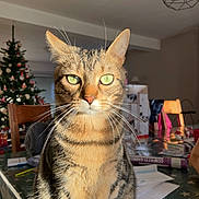 Zouzou participe au concours pour gagner de l'argent avec cette photo : cat, tabby, animal, pet, indoor, table, chair, christmas_tree, holiday, sunlight, whiskers, fur, domestic_cat, feline, green_eyes, striped, home, decor, living_room, furniture