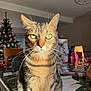 cat, tabby, animal, pet, indoor, table, chair, christmas_tree, holiday, sunlight, whiskers, fur, domestic_cat, feline, green_eyes, striped, home, decor, living_room, furniture