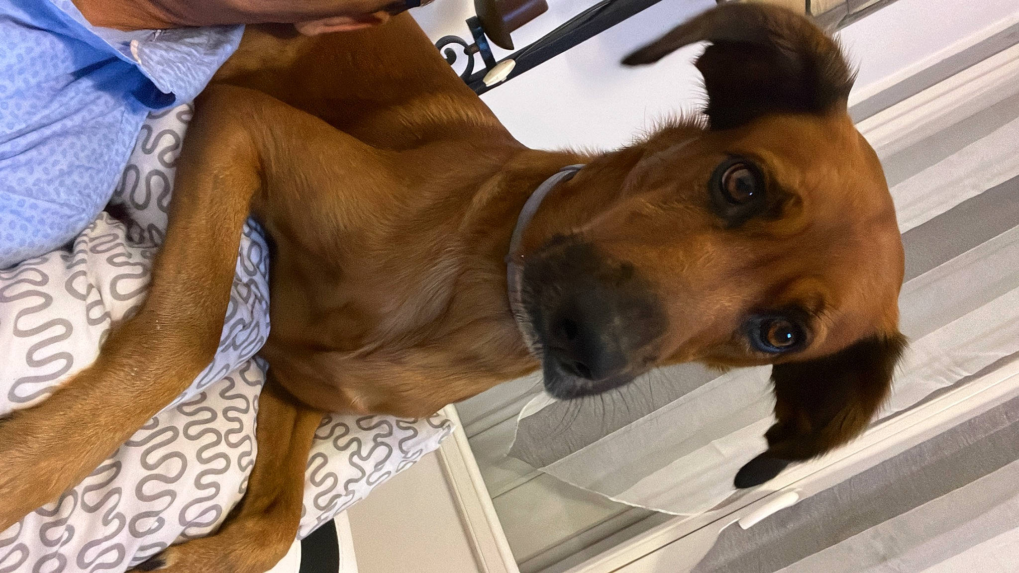 Oddi participe au concours pour gagner de l'argent avec cette photo : canidae, carnivore, collar, companion_dog, dog, dog_breed, dog_collar, dog_supply, ear, fawn, fur, guard_dog, jaw, liver, pet_supply, selfie, snout, sporting_group, whiskers, working_animal