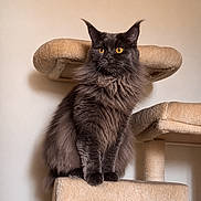 Sora participe au concours pour gagner de l'argent avec cette photo : animal, black_cat, cat, cat_tree, claws, cute, domestic_cat, ears, feline, fluffy, fur, house_pet, indoor, long_hair, looking_away, pet, resting, sitting, whiskers, yellow_eyes