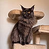 animal, black_cat, cat, cat_tree, claws, cute, domestic_cat, ears, feline, fluffy, fur, house_pet, indoor, long_hair, looking_away, pet, resting, sitting, whiskers, yellow_eyes