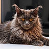 Sora participe au concours pour gagner de l'argent avec cette photo : amber_eyes, animal, cat, close_up, cute, domestic_cat, ears, feline, fluffy, gray_fur, indoor, long_hair, looking_at_camera, mammal, pet, portrait, resting, table, tufted_ears, whiskers