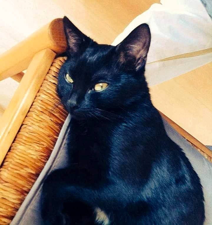 Kovou participe au concours pour gagner de l'argent avec cette photo : asian, black_cat, bombay, burmese, carnivore, cat, domestic_short_haired_cat, felidae, korat, mammal, small_to_medium_sized_cats, vertebrate, whiskers