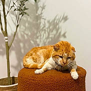 Garfield a rejoint le concours — aidez-le/la à gagner de superbes lots ! cat, ginger_cat, indoor, plant, potted_plant, ottoman, furniture, resting, relaxed, shadow, wall, brown, white, pet, animal, domestic_cat, cozy, calm, home, soft_texture