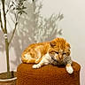 cat, ginger_cat, indoor, plant, potted_plant, ottoman, furniture, resting, relaxed, shadow, wall, brown, white, pet, animal, domestic_cat, cozy, calm, home, soft_texture