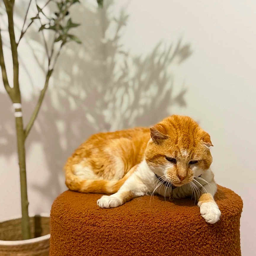 Garfield a rejoint le concours — aidez-le/la à gagner de superbes lots ! cat, ginger_cat, indoor, plant, potted_plant, ottoman, furniture, resting, relaxed, shadow, wall, brown, white, pet, animal, domestic_cat, cozy, calm, home, soft_texture