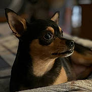 Bella is registered to the contest to win money with this photo: animal, black, blanket, brown, canine, closeup, companion, cozy, cute, dog, domestic_animal, ears, fur, indoor, looking_away, pet, portrait, resting, small_dog, soft_light