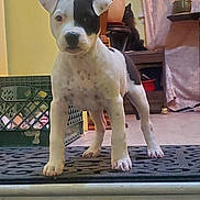 Stella joined the competition — help win amazing prizes! puppy, dog, black_and_white, indoor, mat, cat, plant, furniture, shelf, floor, curious, standing, pet, domestic, animal, young_dog, black_cat, cozy, home, portrait