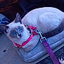 cat, siamese, blue_eyes, harness, leash, blanket, cushion, pet, indoor, cozy, fur, animal, resting, looking, closeup, cute, domestic, feline, comfortable, soft