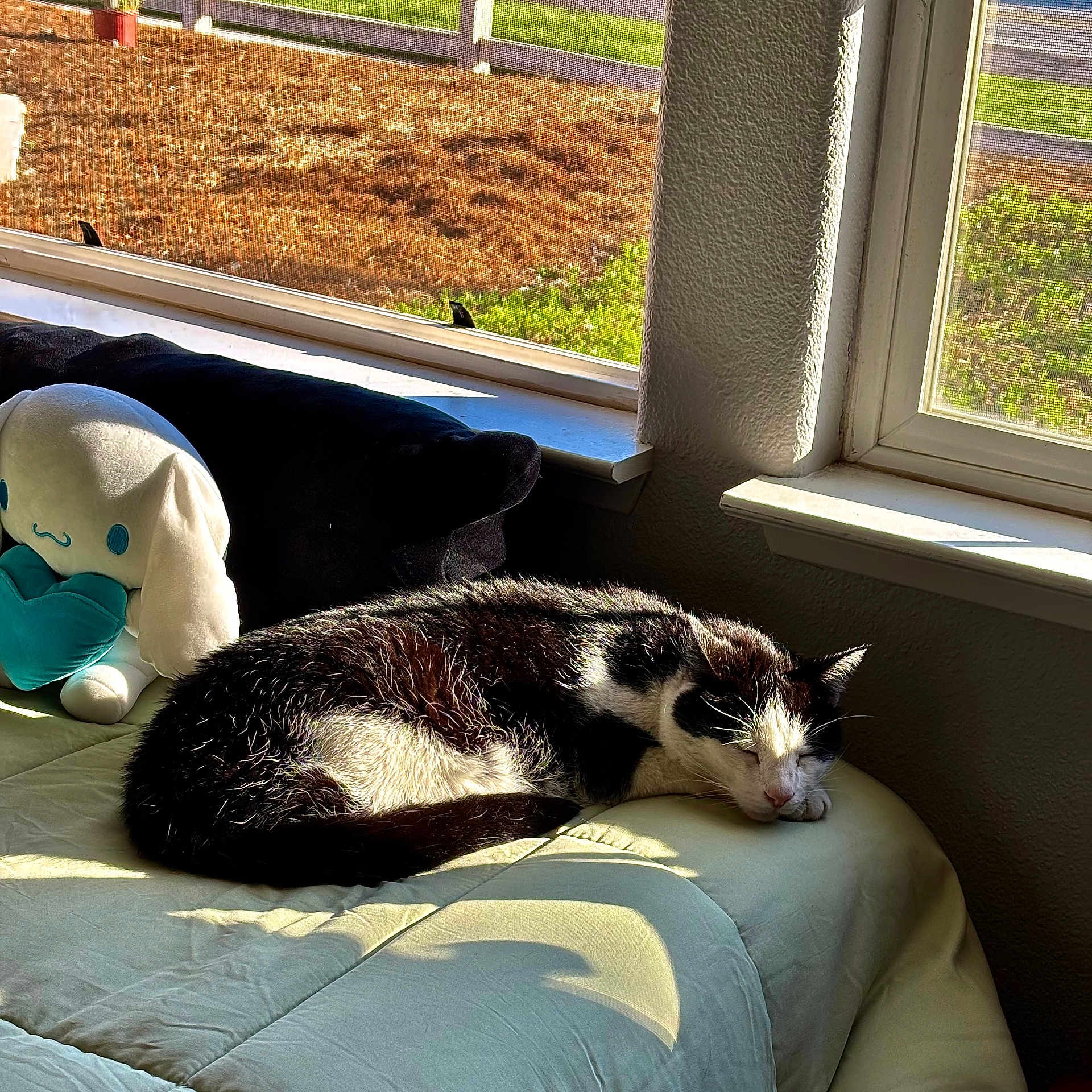 Cowboy joined the competition — help win amazing prizes! cat, sleeping, bed, plush_toy, window, sunlight, shadow, indoor, cozy, resting, black_and_white_cat, feline, quiet, relaxation, home, soft_light, curtain, cushion, nap, peaceful