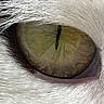 Cowboy joined the competition — help win amazing prizes! cat, eye, close_up, fur, animal, whiskers, iris, pupil, macro, detail, pet, mammal, white_fur, texture, nature, wildlife, face_part, animal_eye, closeup, focus